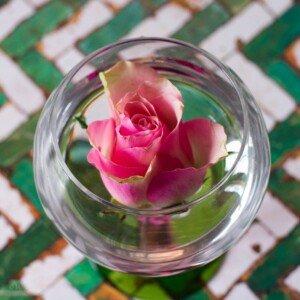 Rose in water